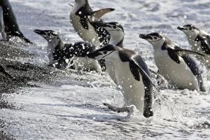 Images Dated 17th January 2008: Chinstrap Penguin