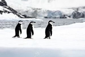 Images Dated 14th January 2008: Chinstrap Penguin