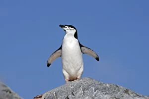 Images Dated 26th January 2008: Chinstrap Penguin - Antarctica