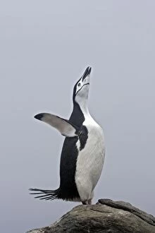 Images Dated 28th January 2008: Chinstrap Penguin - Barrientos island - Antarctica