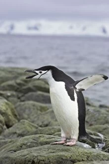 Images Dated 20th March 2006: Chinstrap Penguin - calling