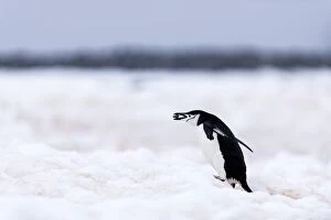 Chinstrap Penguin carrying a stone in its mouth