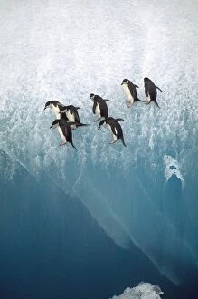 Clinging Gallery: Chinstrap Penguin - clinging to blue iceberg