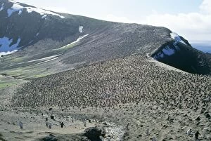 Images Dated 19th July 2006: Chinstrap Penguin - colony Deception Island, Antarctica