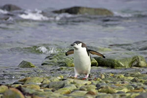 Chinstrap Penguin - Coming ashore