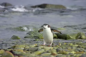 Antarctic Prints: Chinstrap Penguin - Coming ashore South Orkneys, Antarctica BI007618. tif