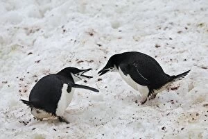 Chinstrap Penguin - dispute between adults - Half