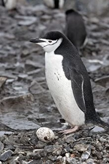 Images Dated 28th January 2008: Chinstrap Penguin - on a egg - Half Moon island - Antarctic