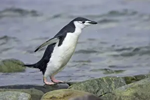 Chinstrap Penguin - Emerging from sea South Orkneys, Antarctica BI007654. tif