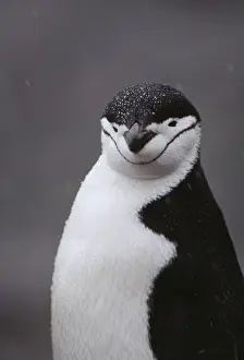 Chinstrap Penguin FG 7090 Pygoscells antarctica &copy; Francois Gohier / ARDEA LONDON