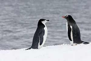 Chinstrap Penguin - next to a Gentoo Penguin (Pygoscelis papua) Chinstrap Penguin - next to a Gentoo Penguin (Pygoscelis papua)