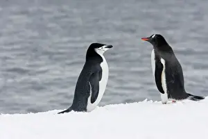 Greeting Prints: Chinstrap Penguin - next to a Gentoo Penguin (Pygoscelis papua)