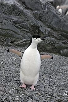 Images Dated 24th January 2008: Chinstrap Penguin - Gourdin island - Antarctica