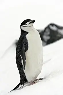 Chinstrap Penguin. Half Moon Island - Antarctic Peninsula