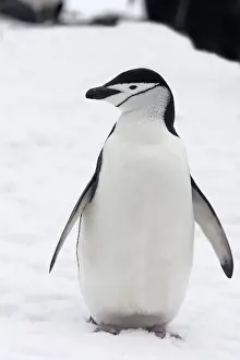 Chinstrap Penguin. Half Moon Island - Antarctic Peninsula