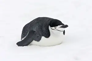 Chinstrap Penguin. Half Moon Island - Antarctic Peninsula
