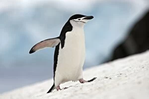 Images Dated 28th January 2008: Chinstrap Penguin - Half Moon island - Antarctica