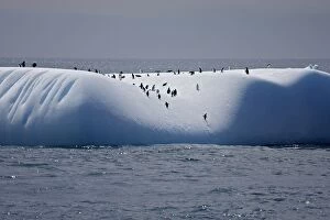 Chinstrap Penguin - on iceberg