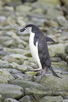 Chinstrap Penguin - leaping across rocks