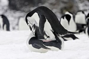 Chinstrap Penguin - mating