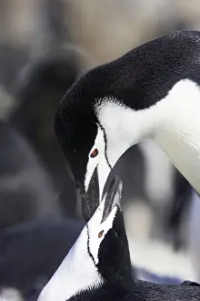 Chinstrap Penguin - Mating Pygoscelis antarctica Half Moon island Antarctica BI012547