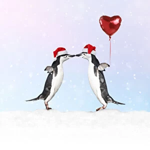 Chinstrap Penguin, pair wearing Christmas hats kissing