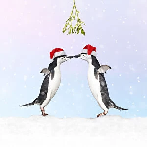 Chinstrap Penguin, pair wearing Christmas hats