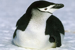 Walk Gallery: Chinstrap Penguin, (Pygoscelis antarctica)
