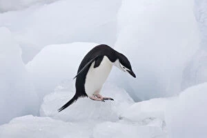 Chinstrap Penguin (Pygoscelis antarcticus)