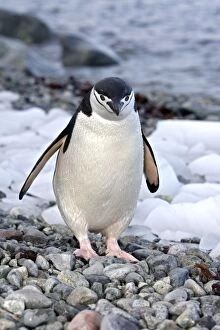 Chinstrap Penguin - Ronge island - Antarctic