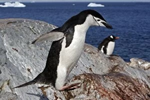 Images Dated 26th January 2008: Chinstrap Penguin - Ronge island - Antarctic