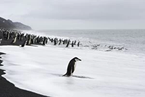 Images Dated 16th January 2007: Chinstrap Penguin - On shore Bailey Head, Deception Island, Antarctica