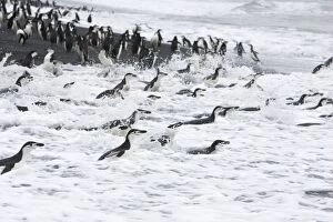 Images Dated 16th January 2007: Chinstrap Penguin - On shore headed out to sea Bailey Head, Deception Island, Antarctica