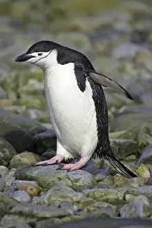 Chinstrap Penguin South Orkneys, Antarctica BI007601. tif