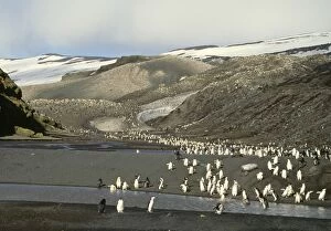Images Dated 18th July 2006: Chinstrap Penguin - view of rookery Deception Island Antarctic