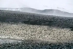 Chinstrap Penguin On volcanic Zavodovski Island in the South Sandwich Islands, Antarctica