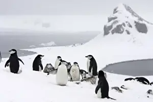 Chinstrap Penguins. Half Moon Island - Antarctic Peninsula
