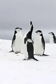 Chinstrap Penguins. Half Moon Island - Antarctic Peninsula