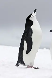 Chinstrap Penguins. Half Moon Island - Antarctic Peninsula
