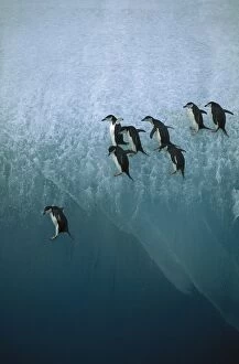 CHINSTRAP PENGUINS - jumping off blue ice