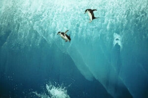 Chinstrap Penguins - jumping off blue iceberg