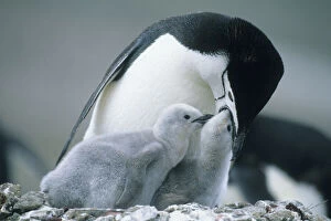 Feed Gallery: Chinstrap Penguins, (Pygoscelis antarctica)