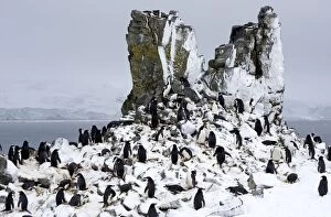 Chinstrap Penquin - On Half Moon Island breeding grounds with fresh snow fall