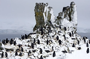 Chinstrap Penquin - On Half Moon Island breeding grounds with fresh snow fall Chinstrap Penquin - On Half Moon Island breeding grounds with fresh snow fall