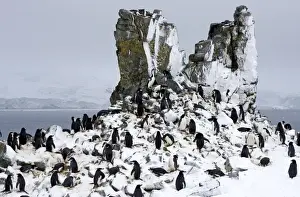 Chinstrap Penquin - On Half Moon Island breeding grounds with fresh snow fall. October Antarctic