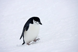 Chinstrap Penquin - Walking in fresh snow on Half Moon Island Chinstrap Penquin - Walking in fresh snow on Half Moon Island