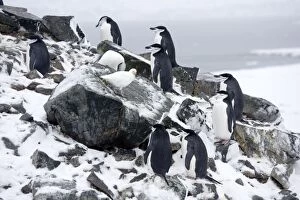 Chinstrap Penquins - On Half Moon Island just arrived on breeding grounds with a Snowy Sheathbill (Chionis alba)