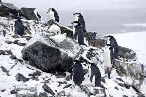 Chinstrap Penquins - On Half Moon Island just arrived on breeding grounds with a Snowy Sheathbill (Chionis alba) looking for food Chinstrap Penquins - On Half Moon Island just arrived on breeding grounds with a Snowy Sheathbill (Chionis alba) looking for food