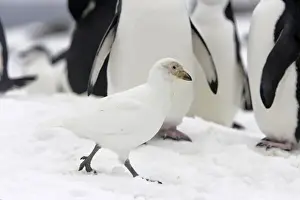 chionis blanc