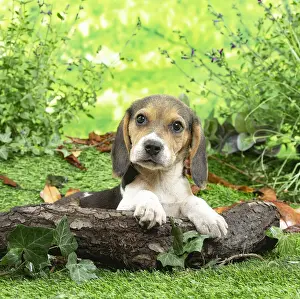 Beagles Prints: CHIOT BEAGLE